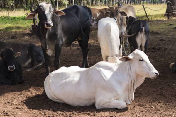 Gau ChikitsalyaAll injured Gau Mata are provided best medical services within area range of 25 kms we have our own ambulance as well